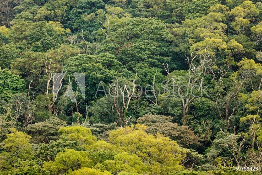 Bild på aerial view of rainforest canopy